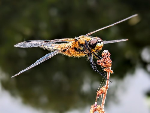 dragon-fly , Libelle