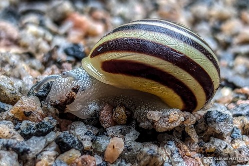 230613-05 Escargot (Explore)