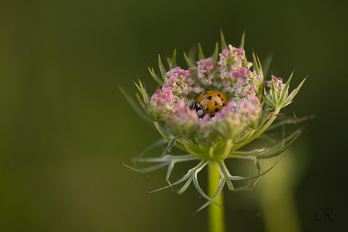 Joli nid - Little bed for a Ladybug