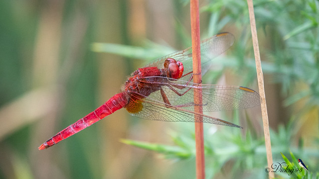 Crocothémis écarlate ♂ (Crocothemis erythraea) - Explore July 7, 2023