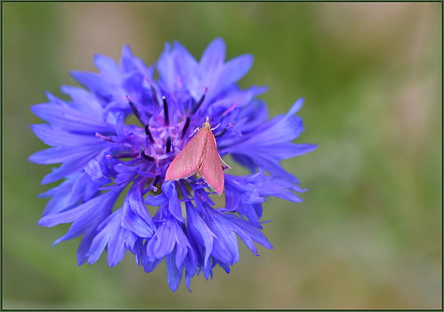 Pink Moth