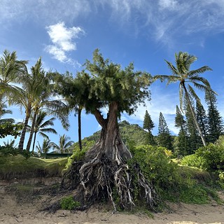 Exposed roots