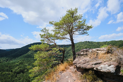 Backelsteinfelsen - Hauenstein