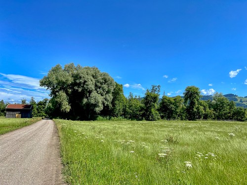 Meadow with trees in Bavaria, Germany