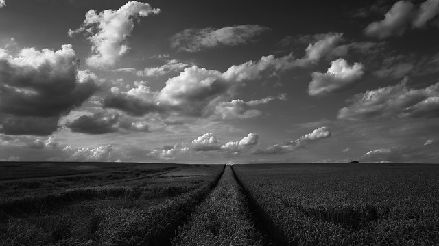 Endless Wheat field