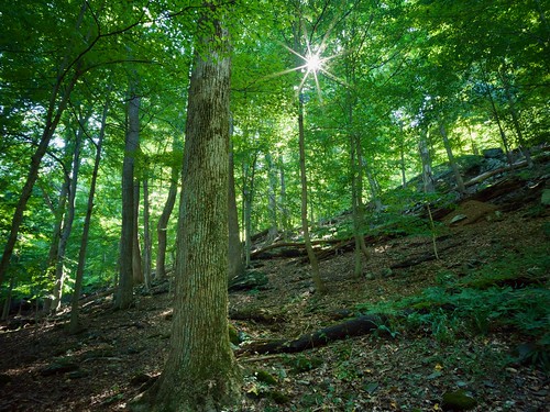 A peek into the Forest