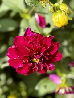 Oxburgh Hall Dahlia 2