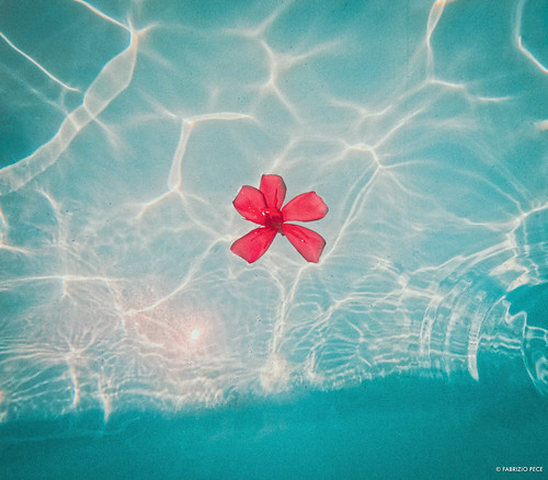 red and water - flower