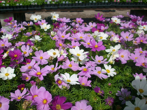 spring looking flowers