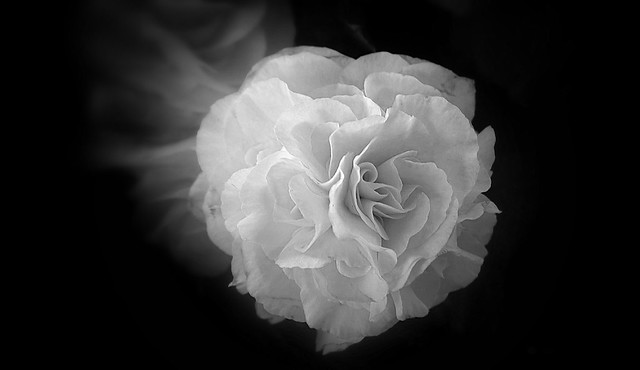 Close up petal flower, black and white.