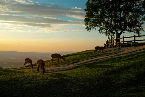 Deer at supper