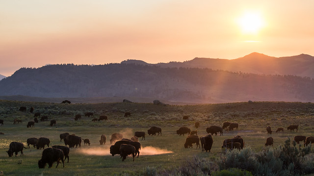 Bison herd