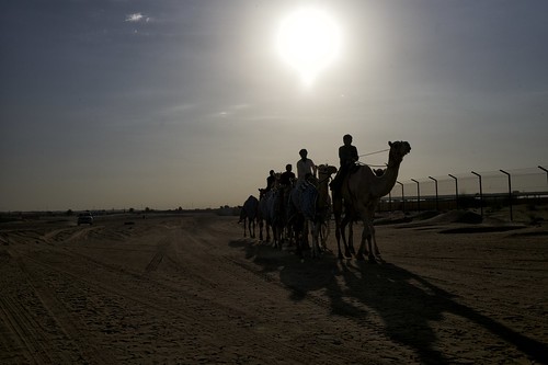 Racing Camels