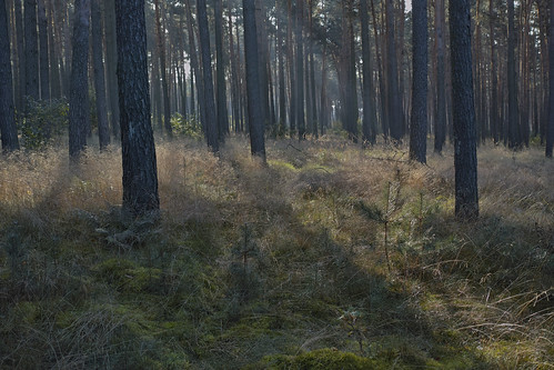 Pine Forest, Jerichower Land, Germany