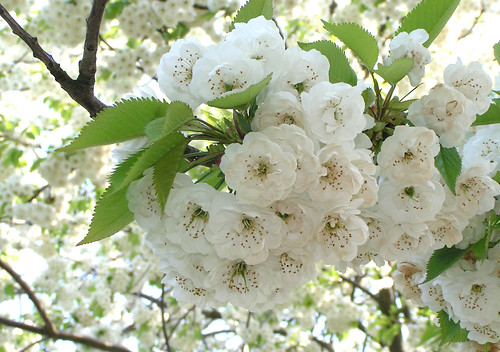 White Blossoms