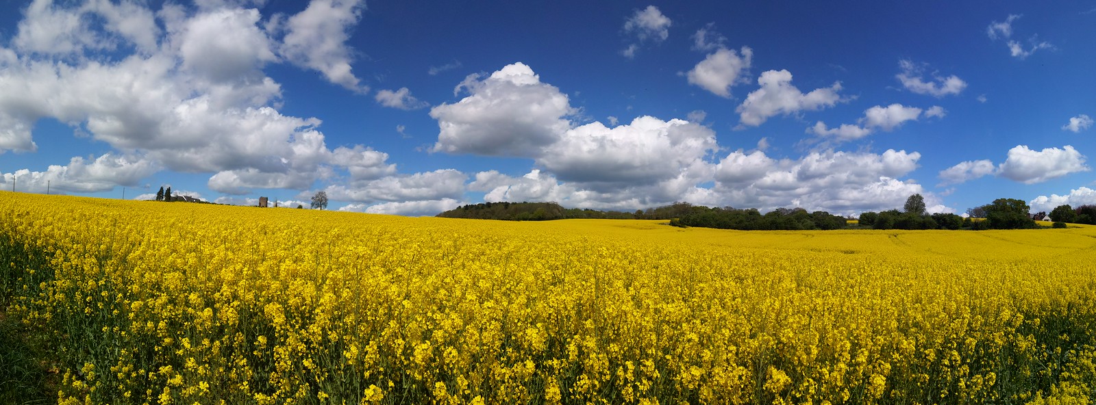 Golden Panorama