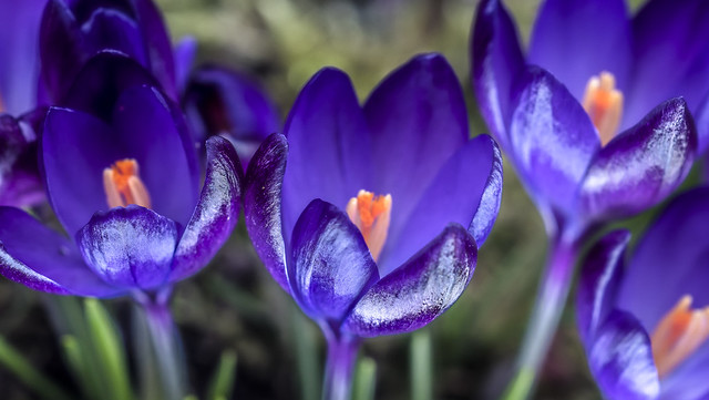 Crocus Fireworks