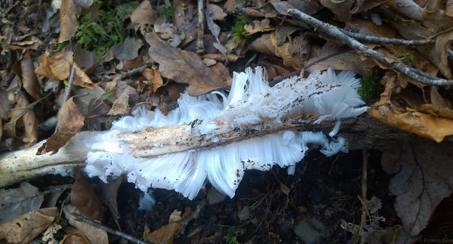 Mysterious Hair Ice, Exmoor