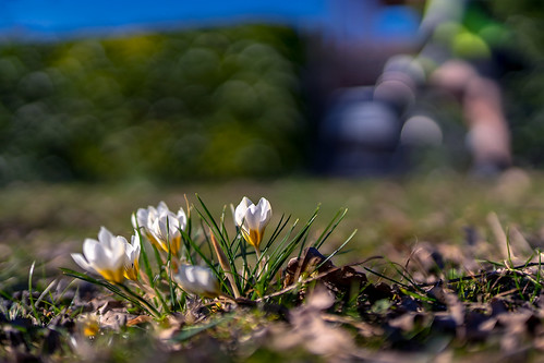 Spring bokeh dreams...