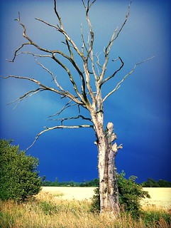 Dead tree and sunny fields after a storm