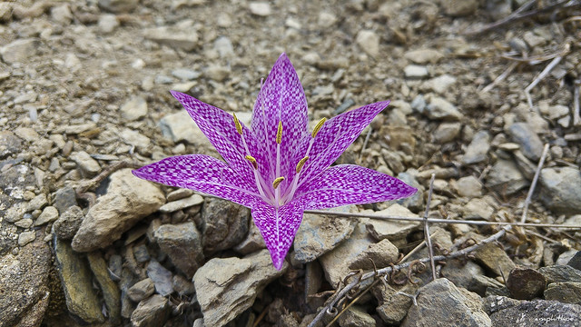 Colchicum variegatum - Amorgos 2016