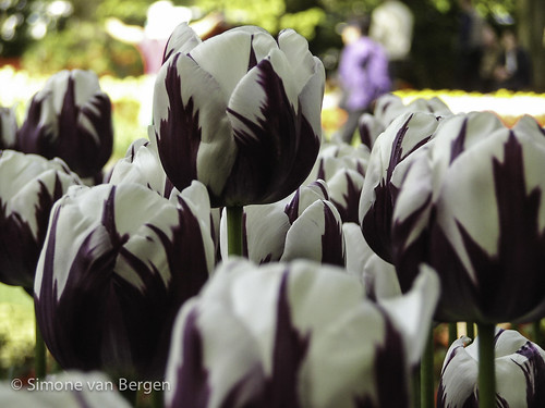 Purple and White Tulip