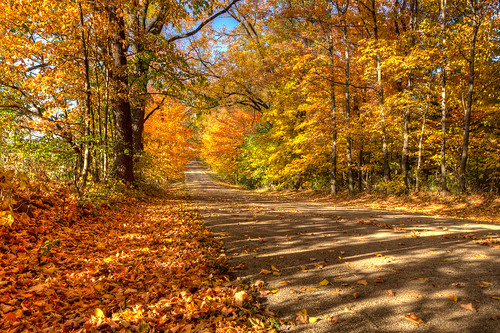 Fallen Leaves Along The Road