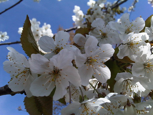 White Blossoms (close up)