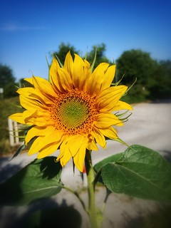 Sunflower - Sonnenblume