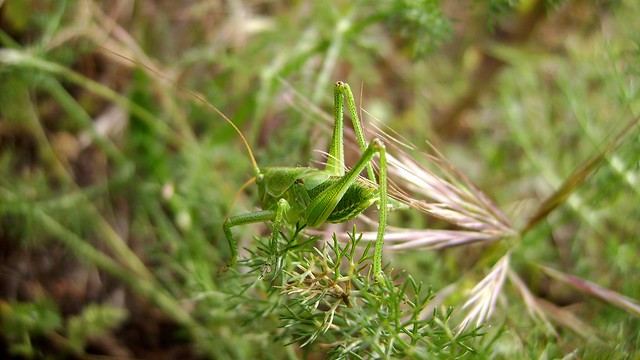 Leptophyes ponctuée (Leptophyes punctatissima)