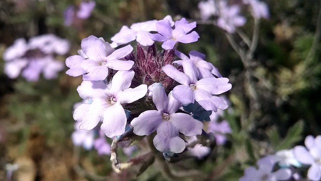 Glandularia bipinnatifida - Dakota mock vervain