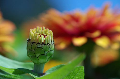 Bud and flower