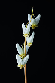 Dutchman's Breeches