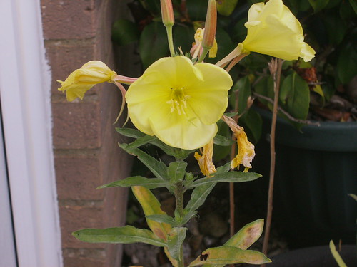 Evening Primrose.