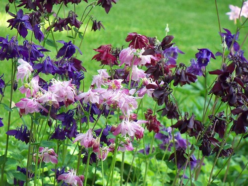 Aquilegia_Akeleien Farbenspiel