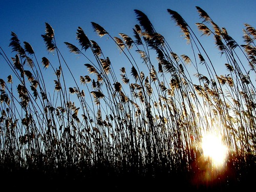 A little sunset wind