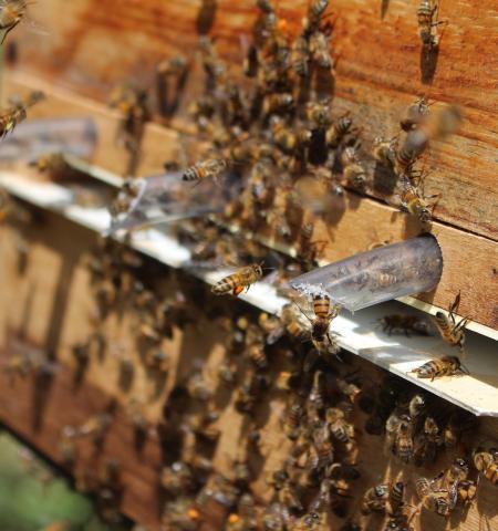 Beekeeping is an important source of income for many rural livelihoods