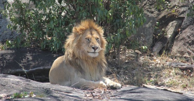 Male African lion © Clara Nobbe, UNEP/CMS