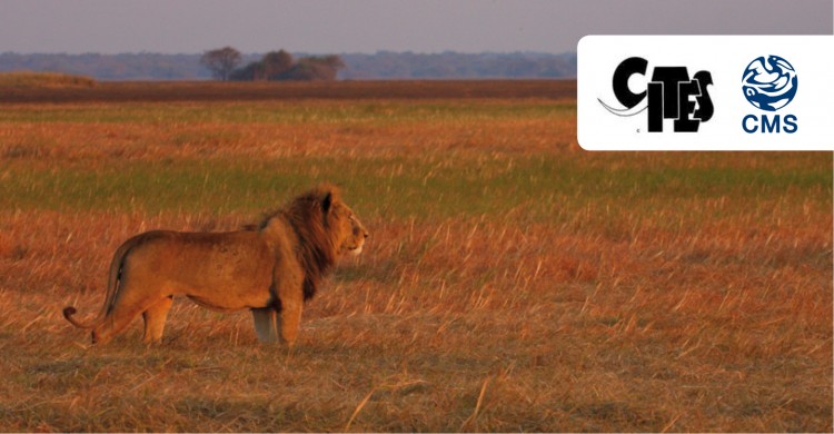 African lion (Panthera leo) © Neil Midlane/Panthera