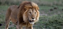 Lion © Vanessa Mignon