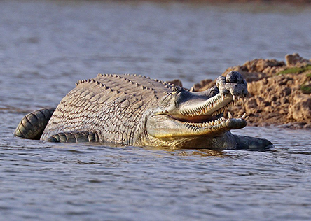 Gharial © Charles J. sharp