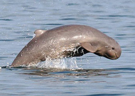 Irrawaddy Dolphin © Amila Tennakoon