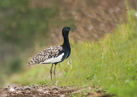 Bengal Florican © Nejib Ahmed