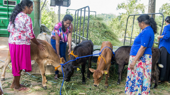 In Sri Lanka, women play a critical role in driving rural communities' economic development and ensuring food security. According to the Food and Agricultural Organization of the United Nations (FAO), Sri Lanka is largely self-sufficient in animal products except in dairy, where national consumption has steadily grown since the 1970s, outpacing supply. Boosting dairy production in the country will help empower women in rural areas and improve the country’s self-reliance.
</br>
</br>
Text: O. Yusuf/IAEA 
</br>
Photos: S. Anuraj/University of Peradeniya