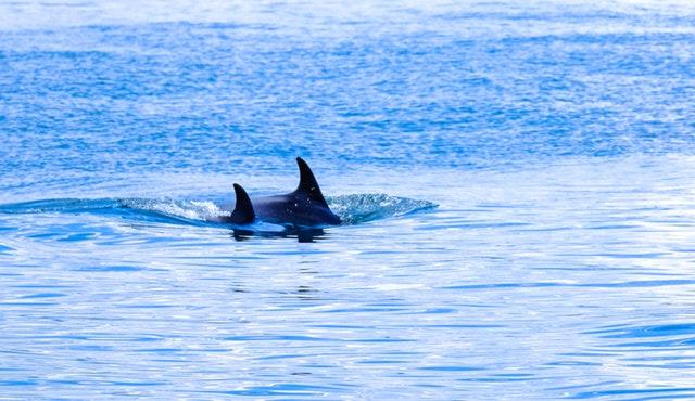 Aquatic Mammal Animal Diving Aquatic Mammal Animal Diving