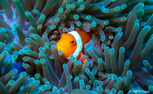 Clown fish in anemone. Photo: Pegge, UN World Oceans Day Photo Competition